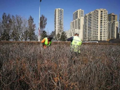 绿化现场实拍 今年,鲅鱼圈山海大道沿线将种植花卉63000余平