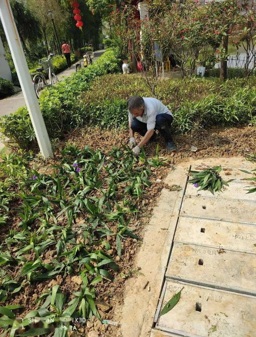 整个小区焕然一新 张槎街道开展园林绿化专项整治行动,克服城市管理短板环节