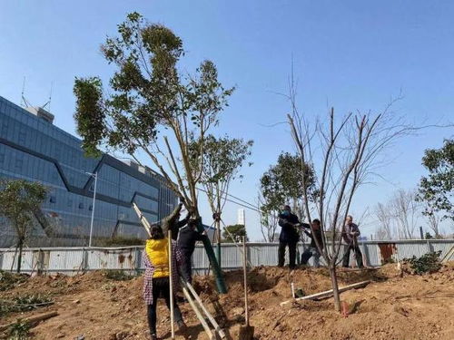 17个园林绿化项目陆续启动,安阳县生态建城按下快捷键